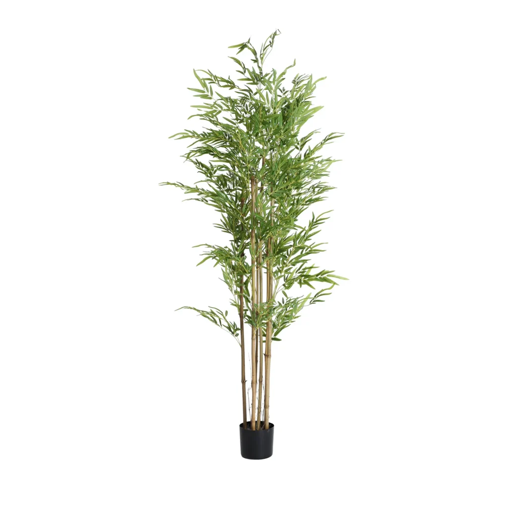 PLANTA BAMBÚ