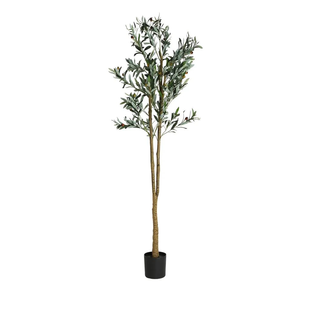 PLANTA OLIVO