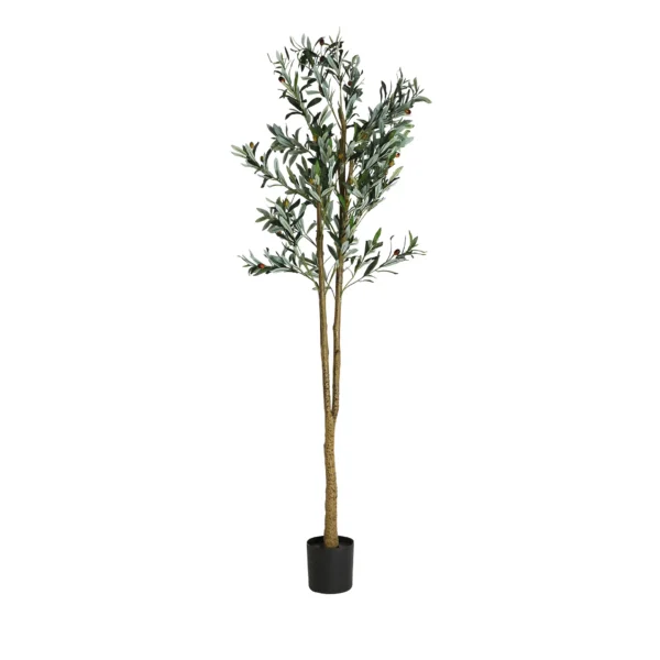 PLANTA OLIVO