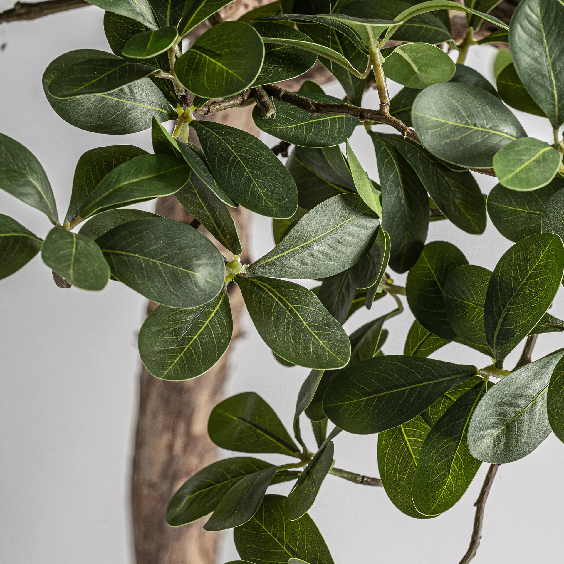 PLANTA - Imagen 2
