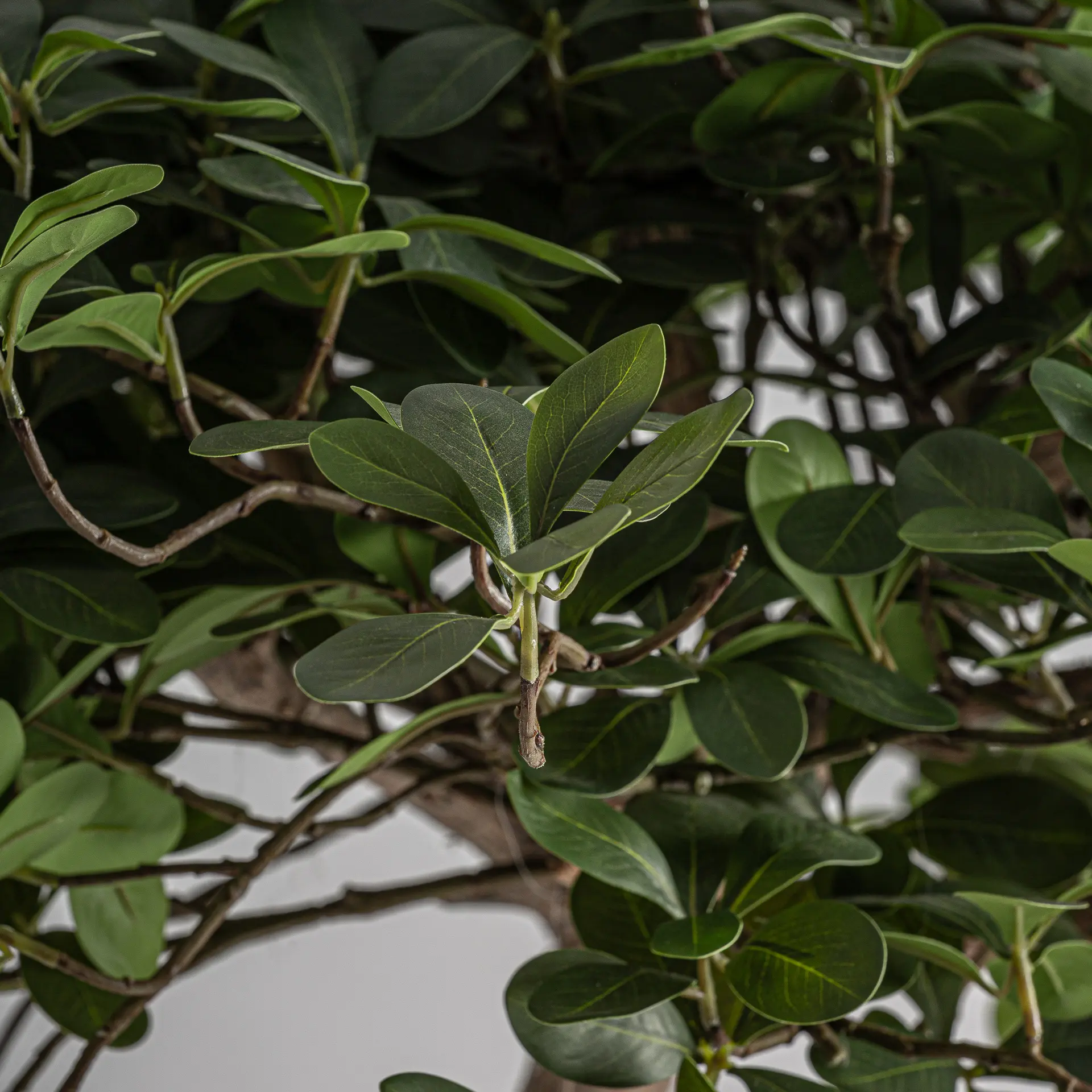PLANTA - Imagen 3