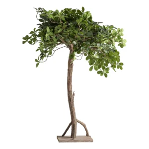 PLANTA