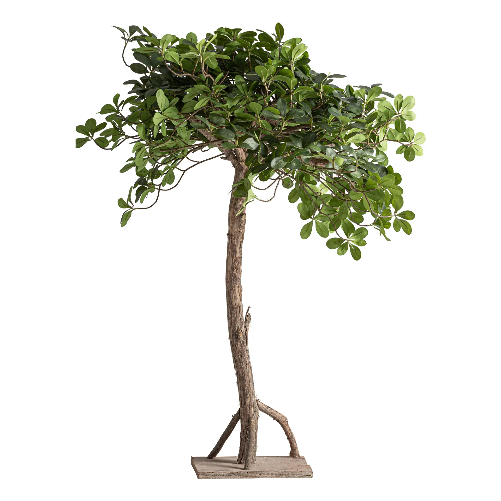 PLANTA