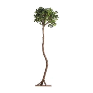 PLANTA