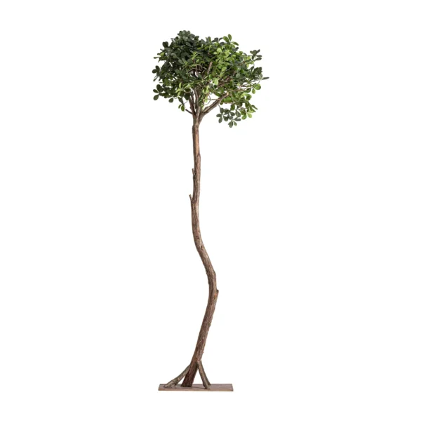 PLANTA