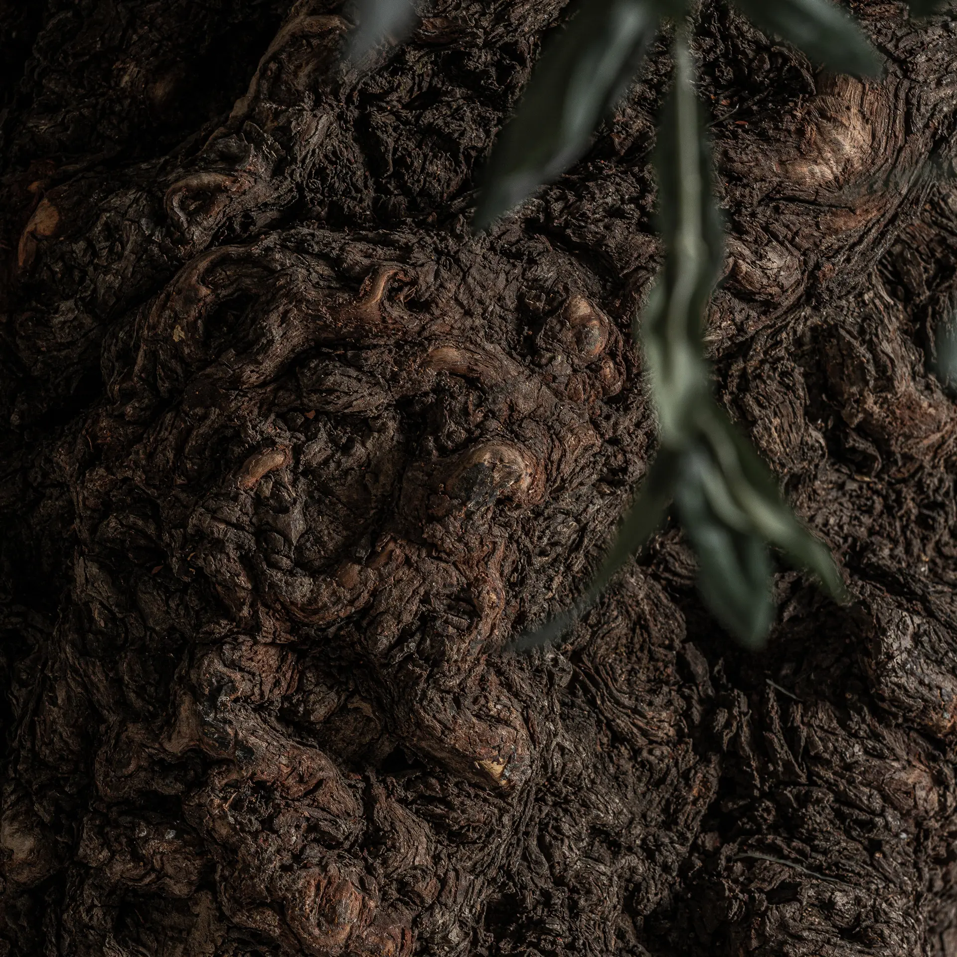 PLANTA OLIVO - Imagen 2