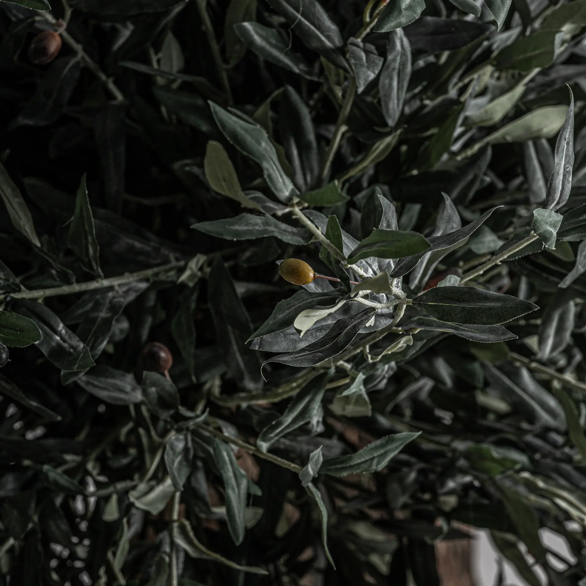 PLANTA OLIVO - Imagen 3