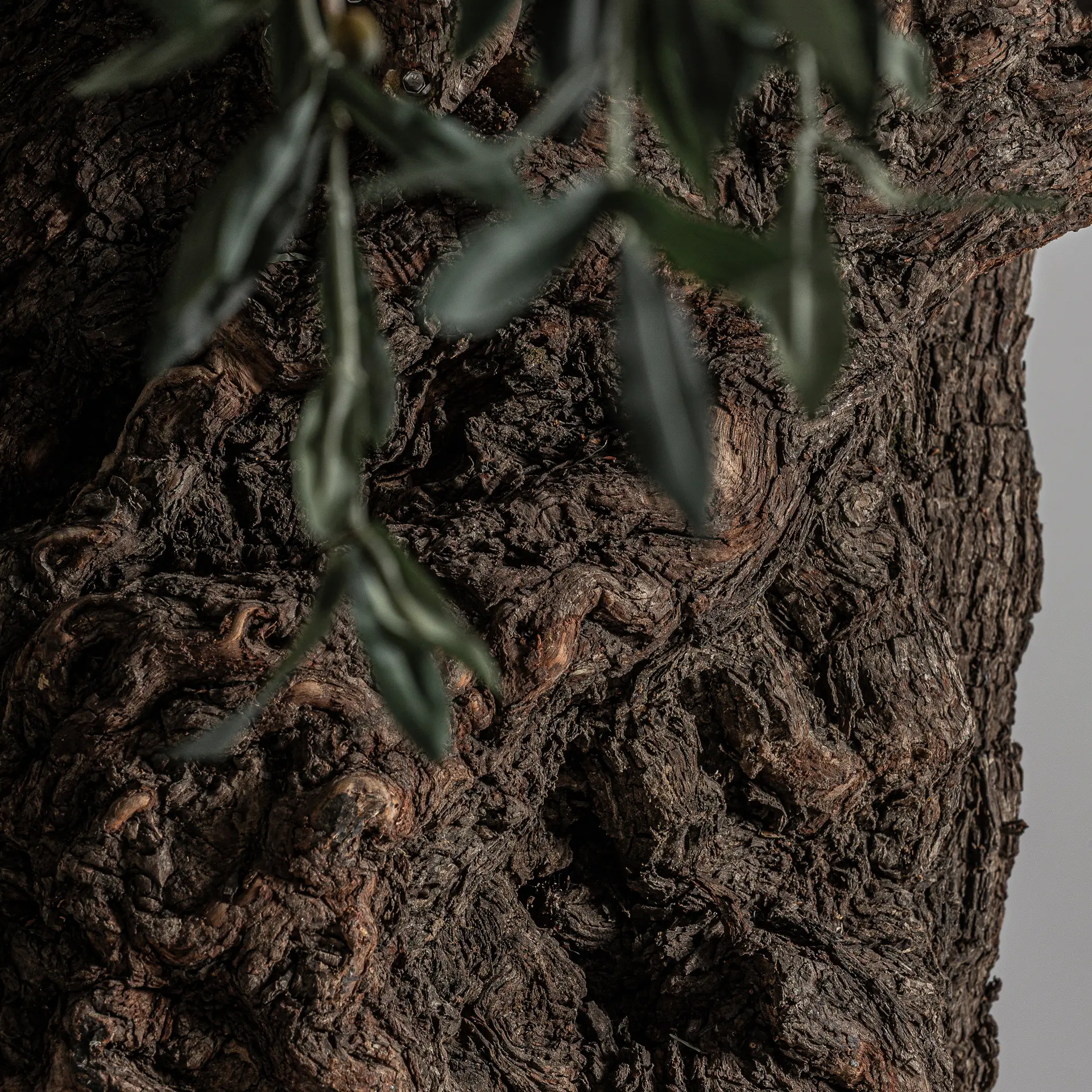 PLANTA OLIVO - Imagen 4