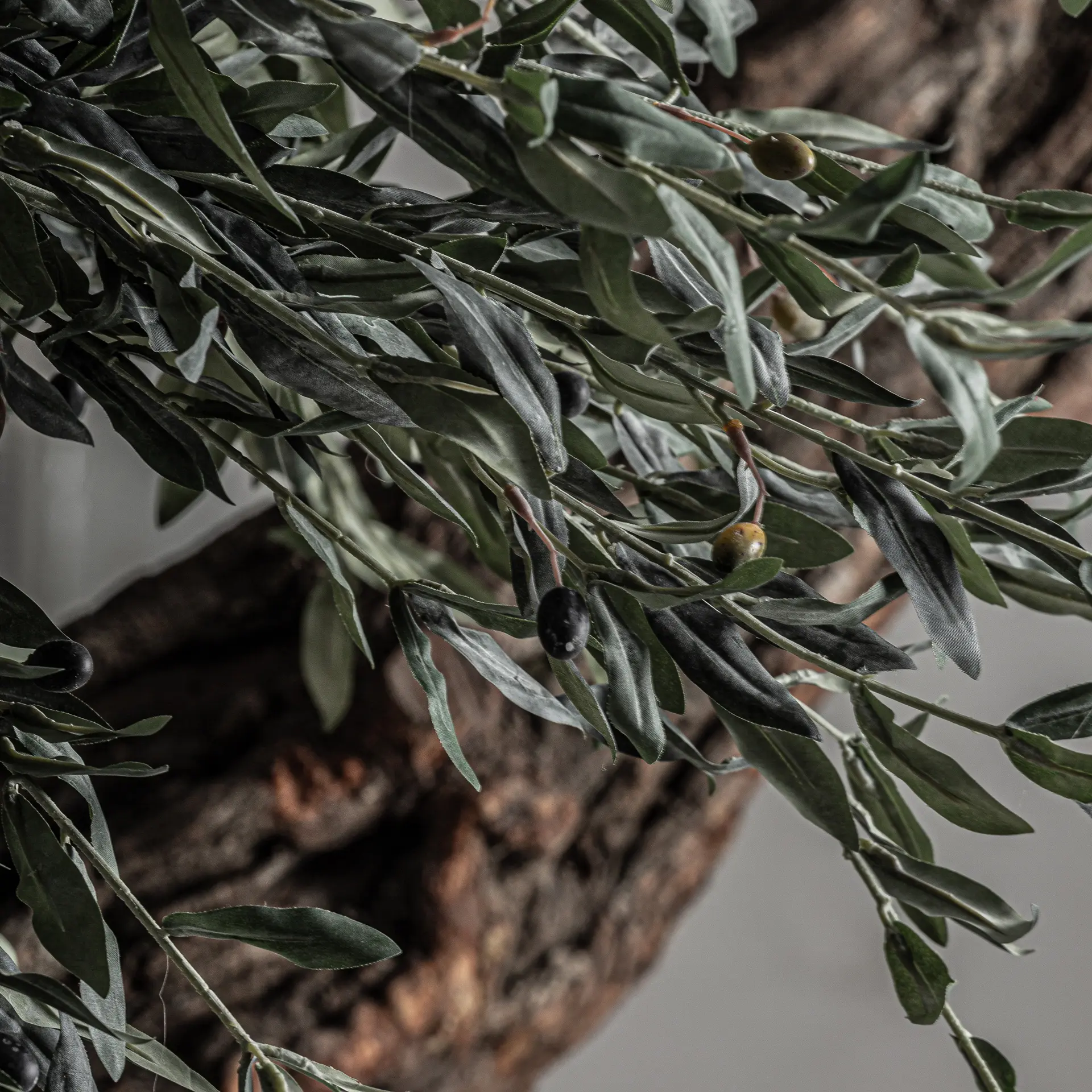 PLANTA OLIVO - Imagen 5