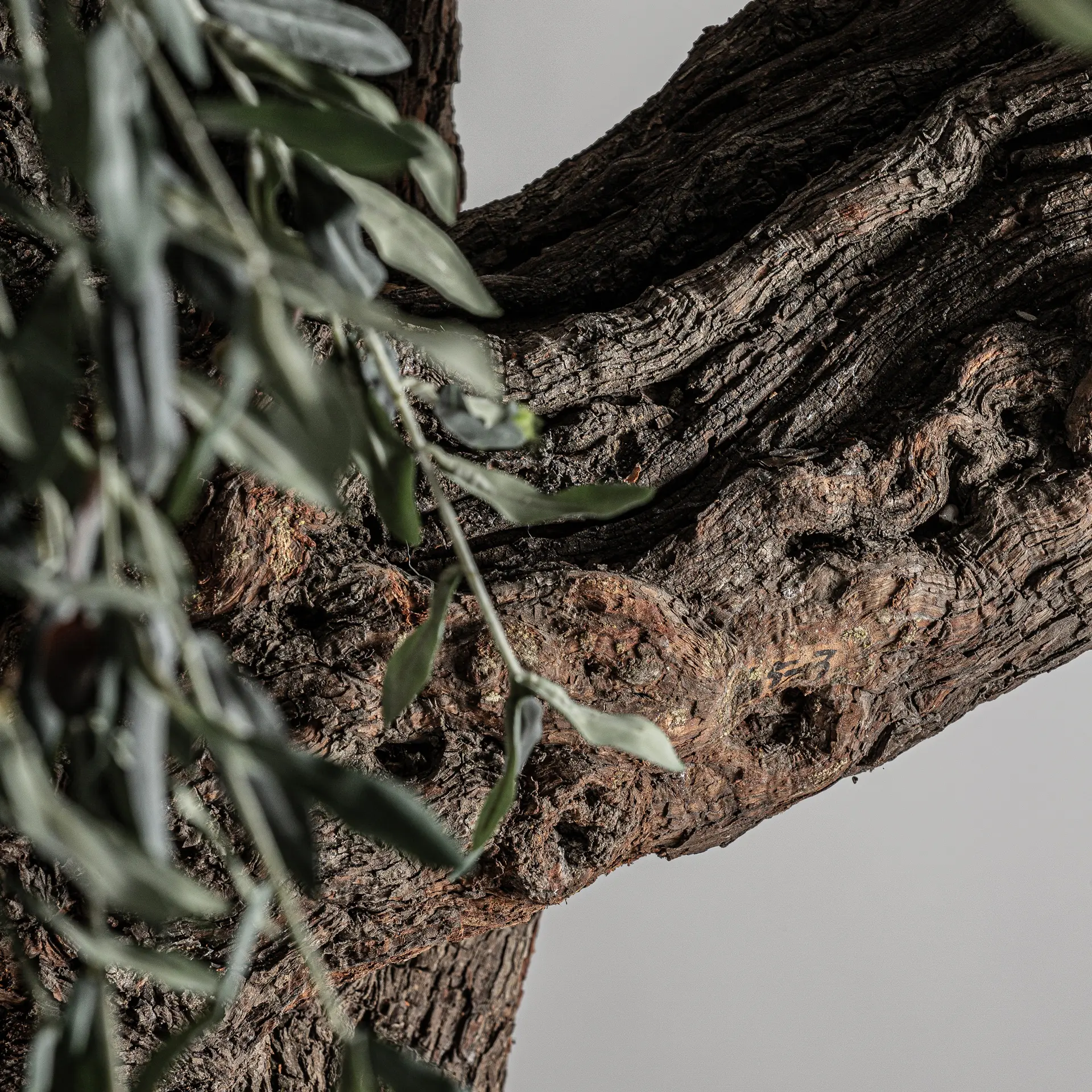 PLANTA OLIVO - Imagen 6