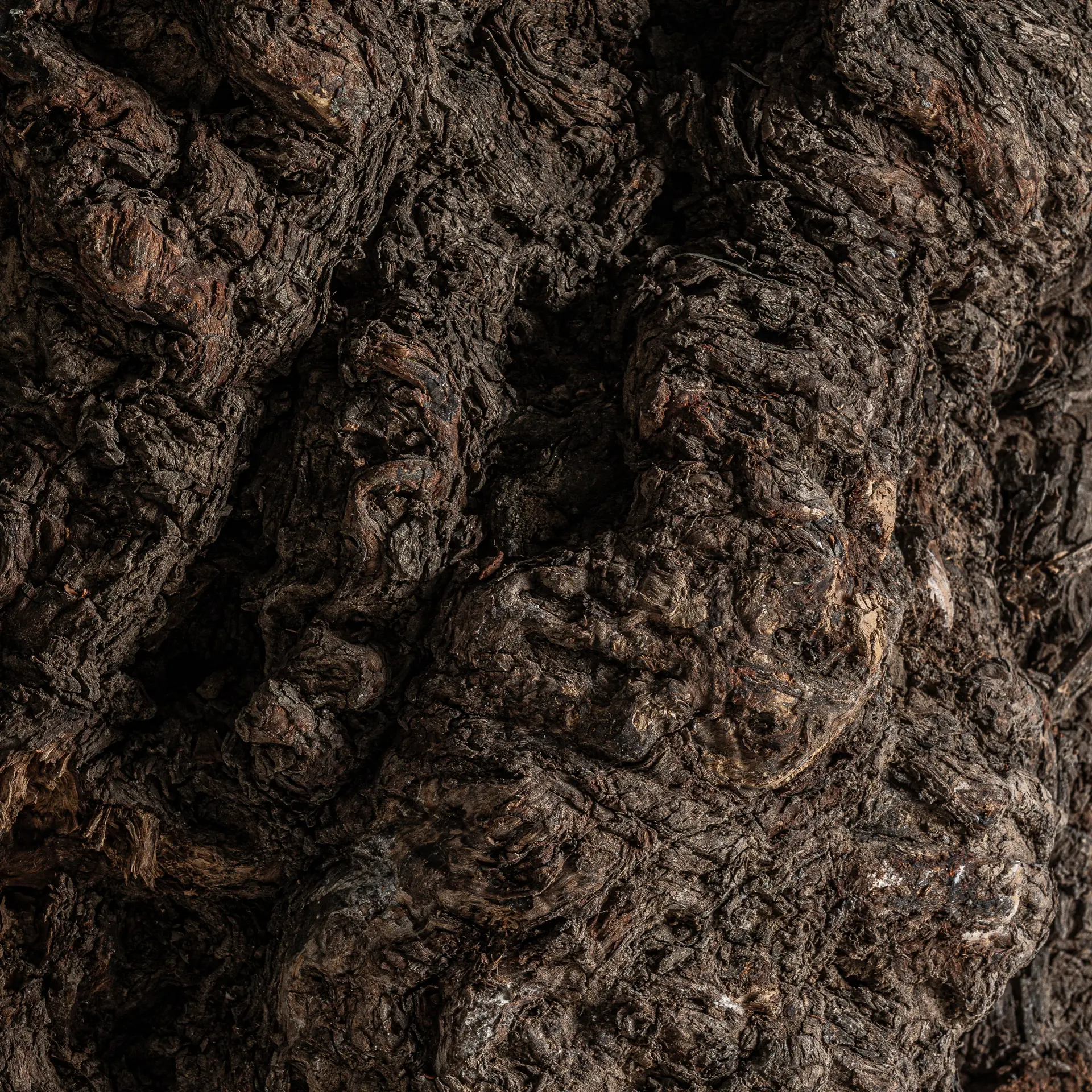 PLANTA OLIVO - Imagen 8