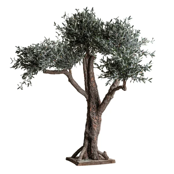 PLANTA OLIVO